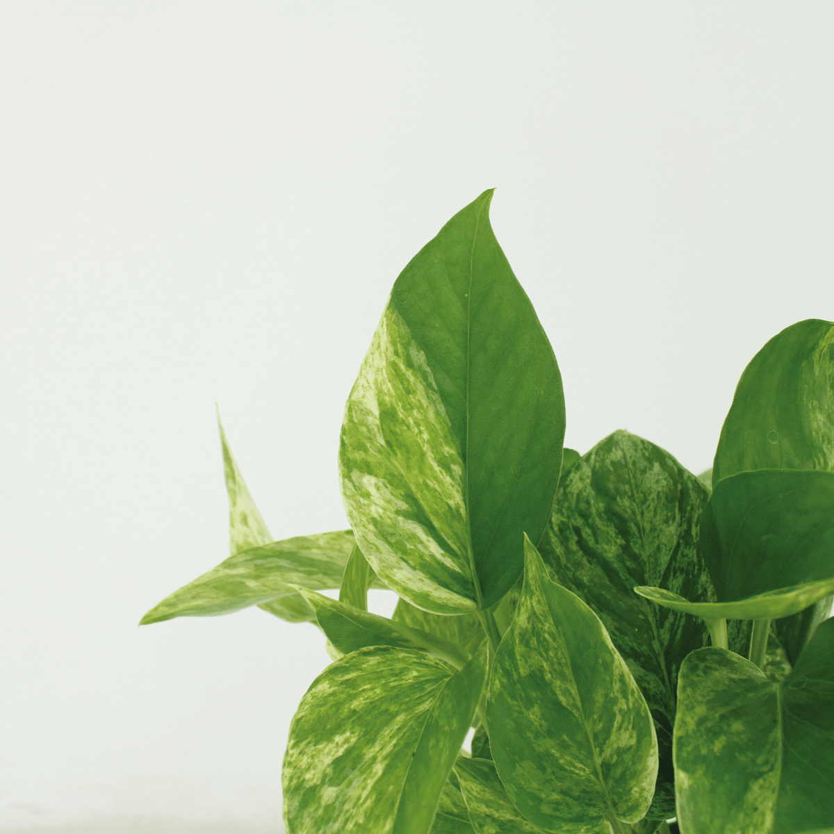 Epipremnum aureum 'Marble Queen'