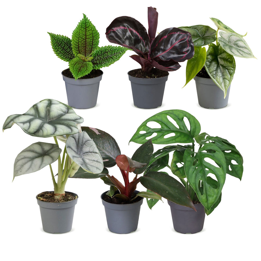 Baby Jungle Mix (6 planter, potte ø6 cm)