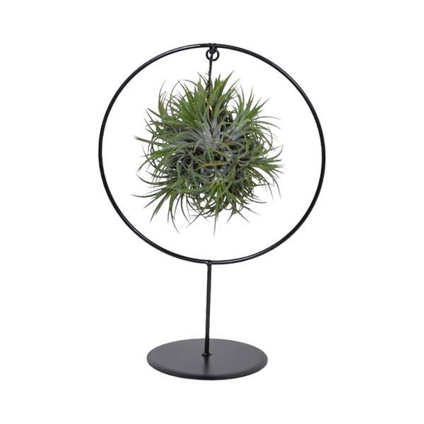 Luchtplantjes (Tillandsia) in metalen ring