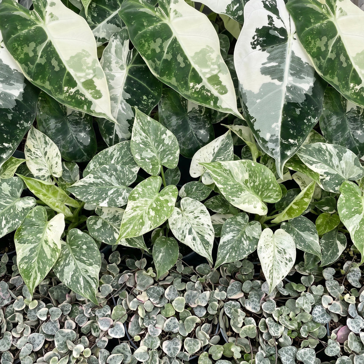 Baby Variegata Mix