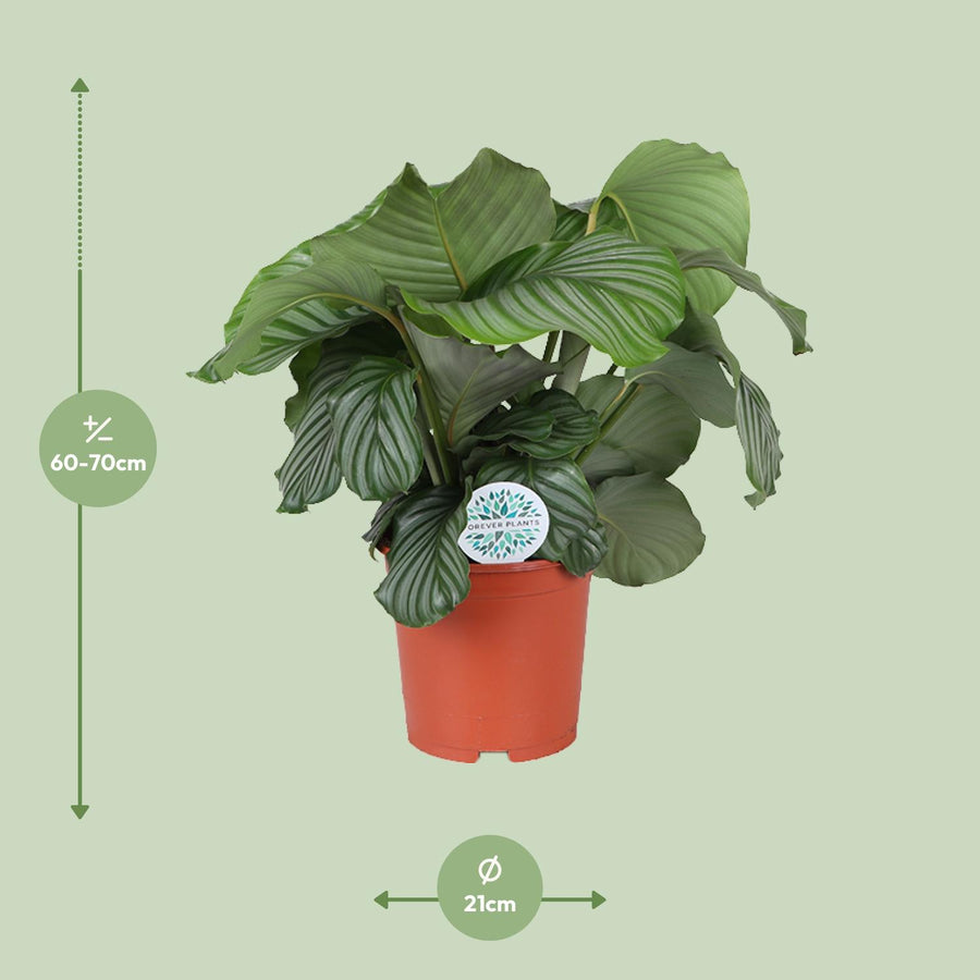 Calathea orbifolia 65 cm hoog, pot ø21 cm