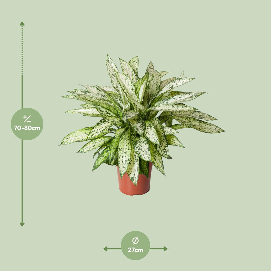 Dieffenbachie (Dieffenbachia 'Vesuvius') 80 cm hoch, Topf ø27 cm