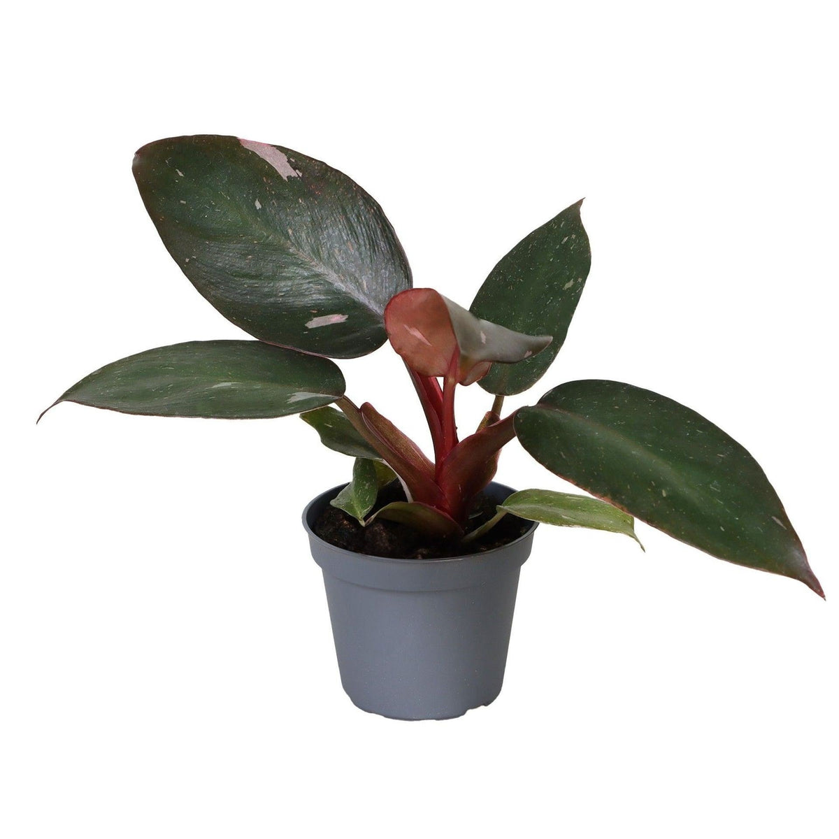 Pink Princess-filodendron 12 cm høj, potte ø6 cm