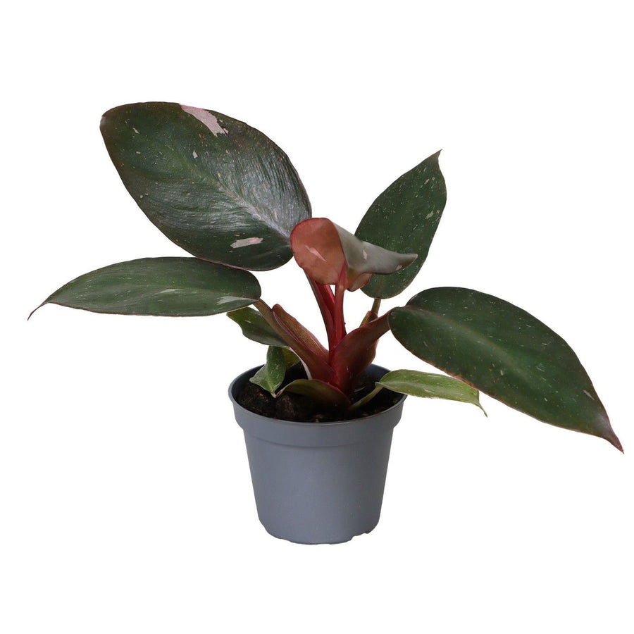 Pink Princess-filodendron (Philodendron erubescens 'Pink Princess') 12 cm høj, potte ø6 cm