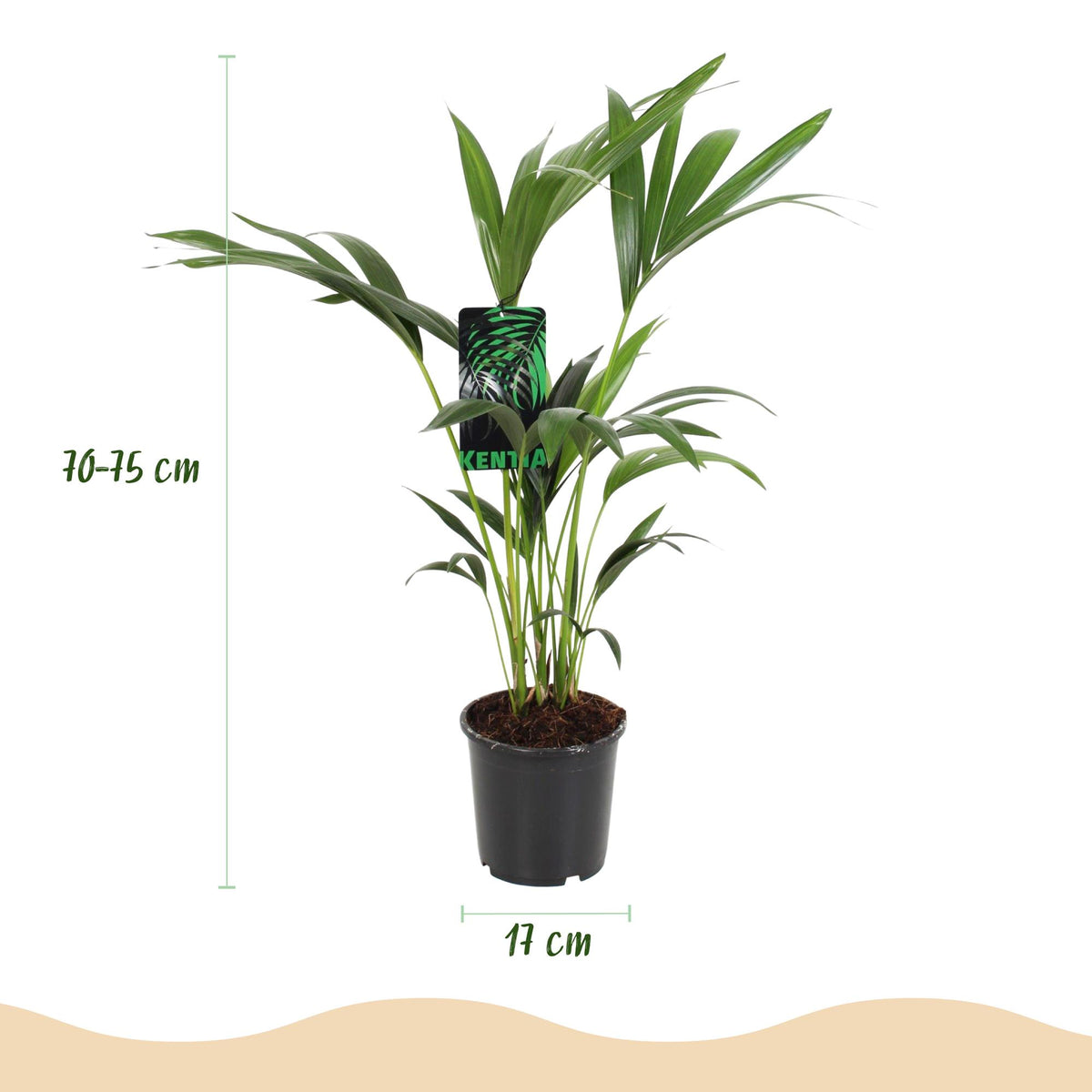 Kentiapalme Howea forsteriana