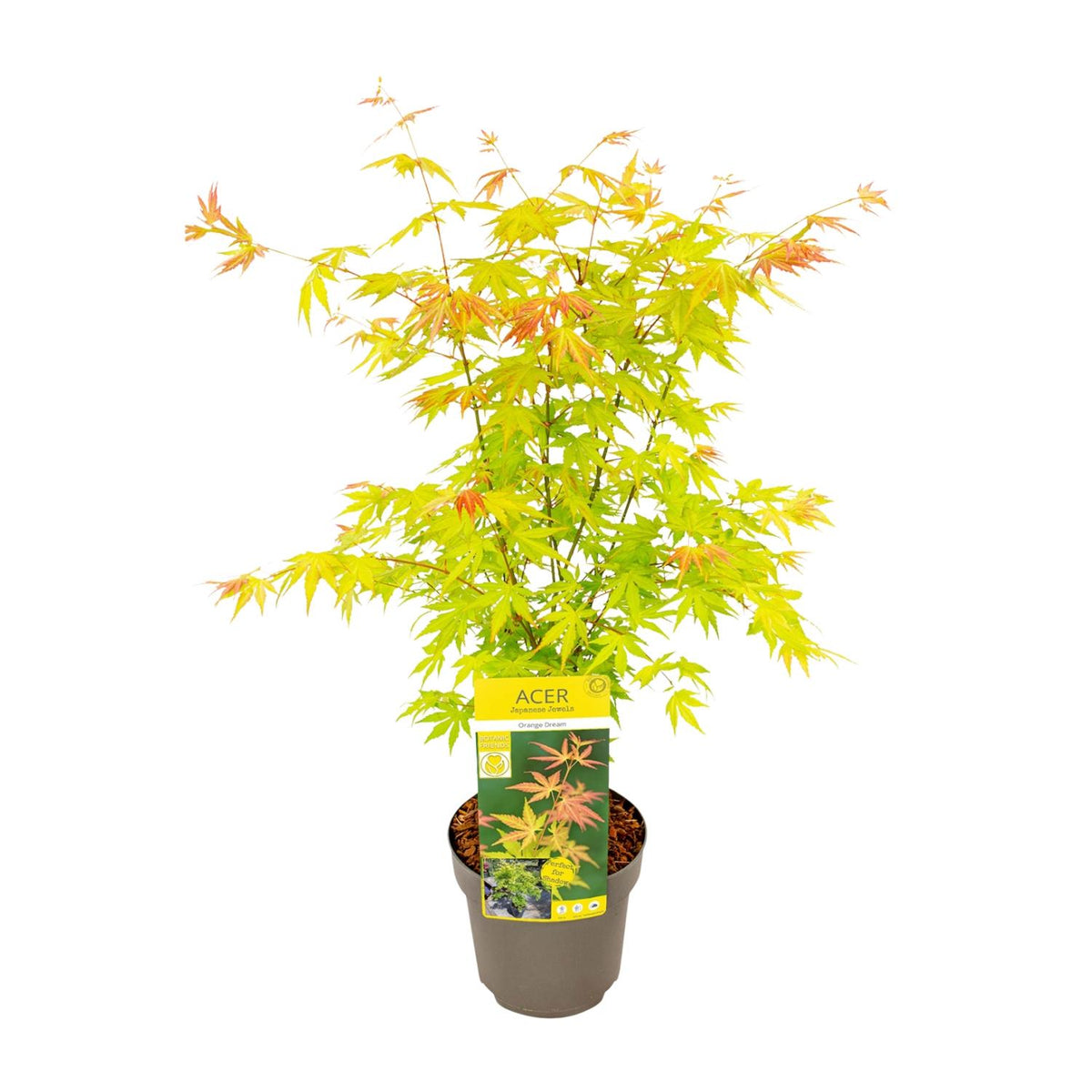 Japanse esdoorn 'Orange Dream' (Acer palmatum)