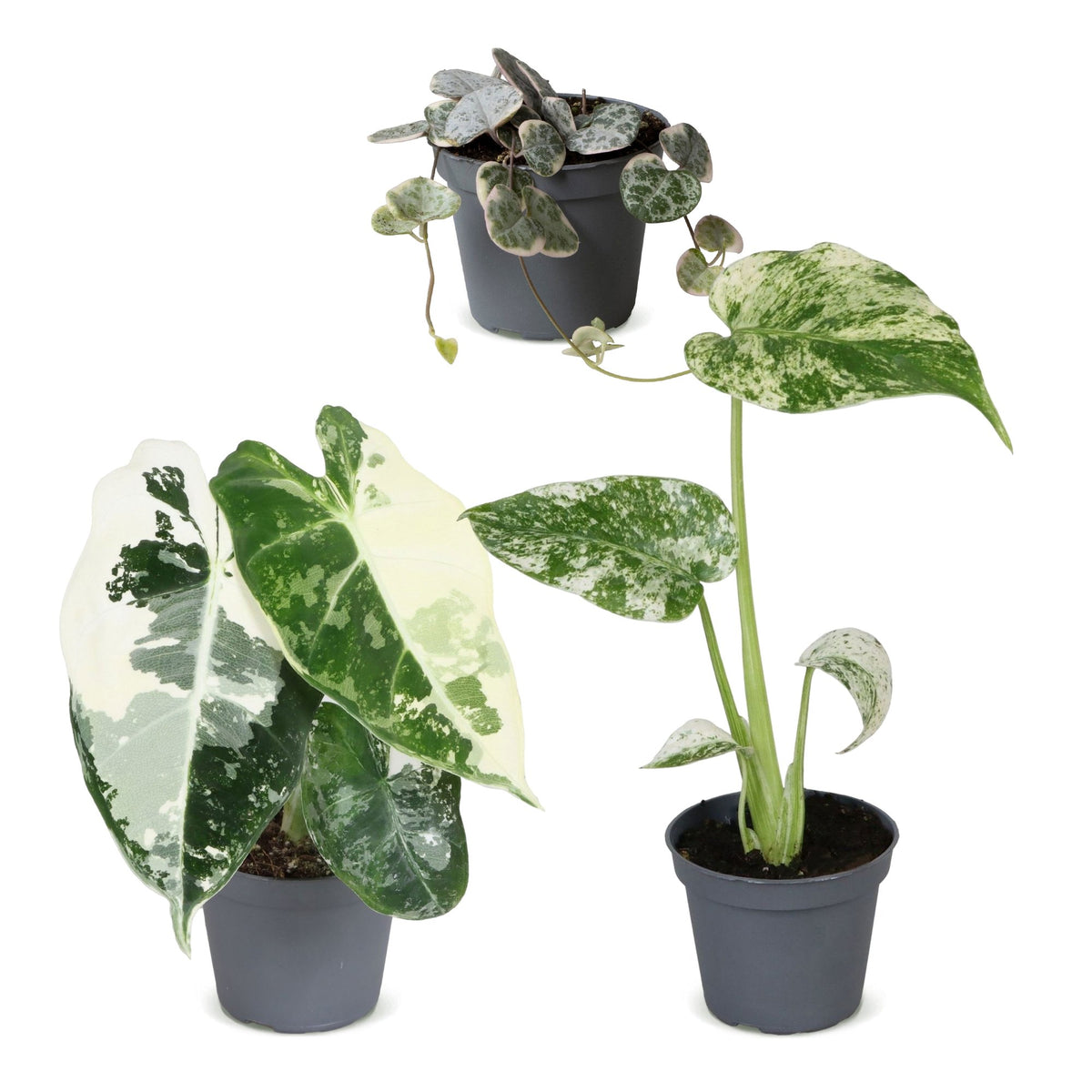 Baby Variegata Mix