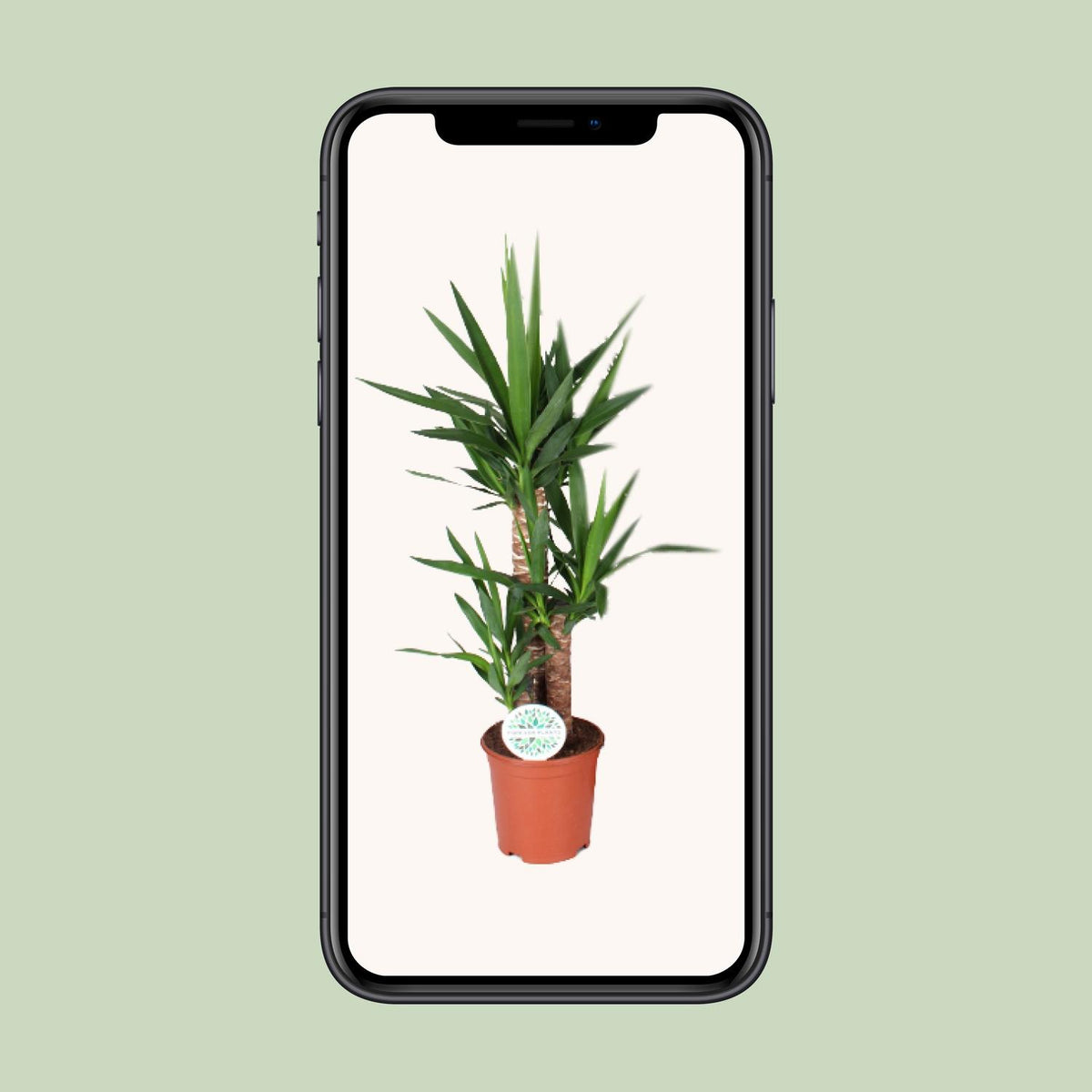 Palmlelie (Yucca)