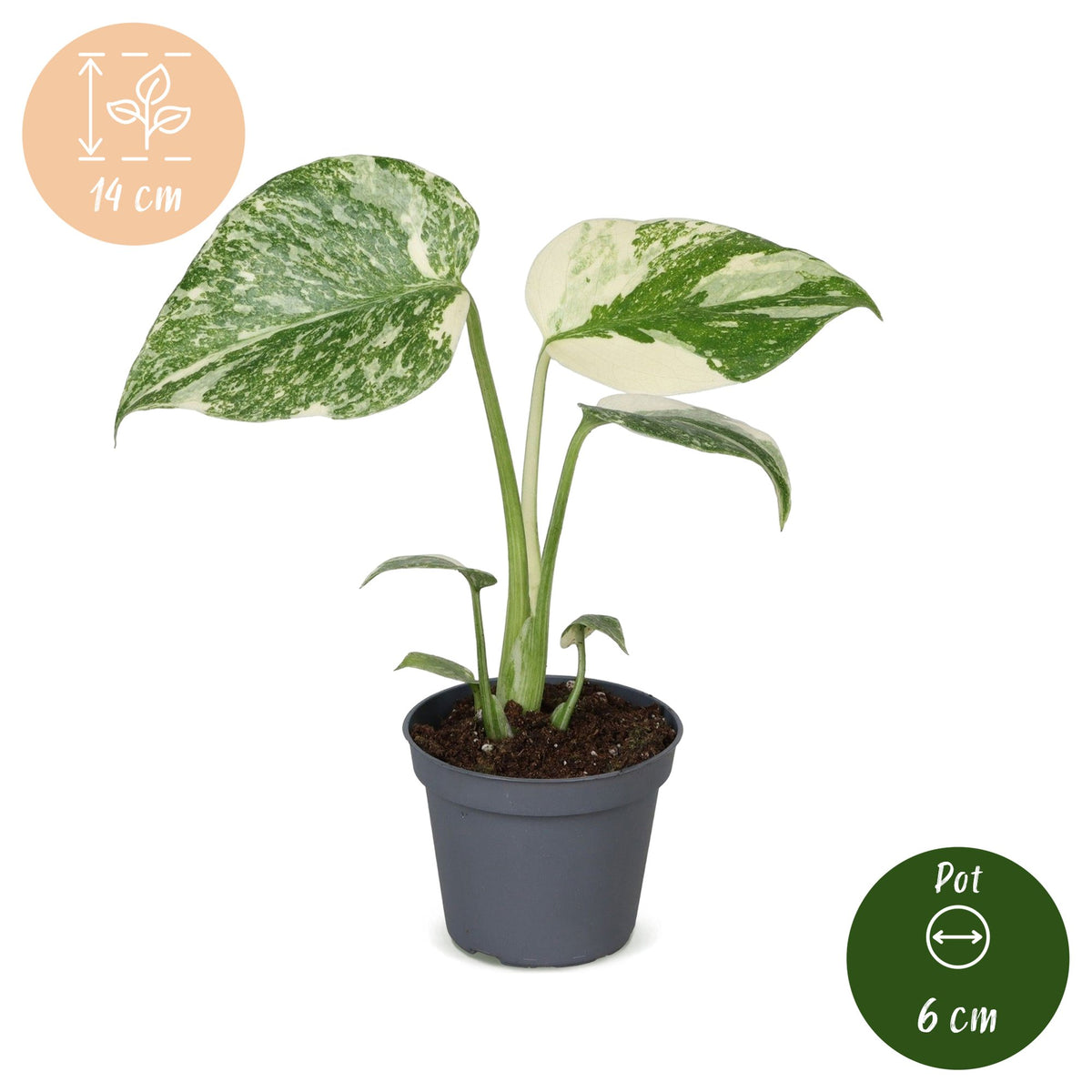 Monstera 14 cm høj, potte ø6 cm