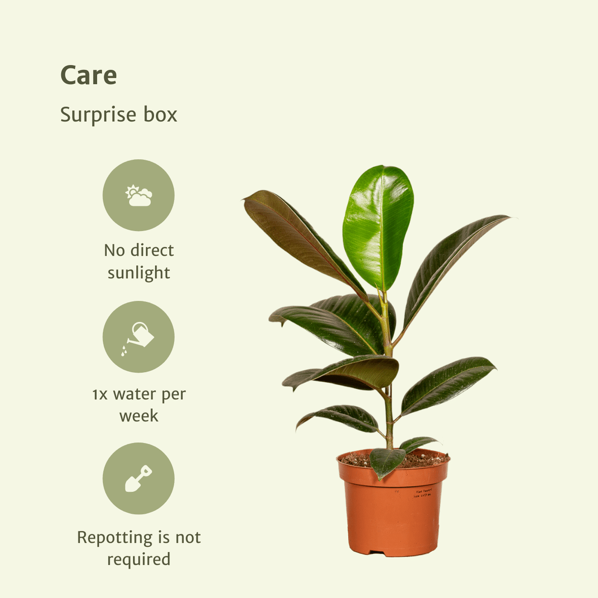 Overraskelsesboks stueplanter