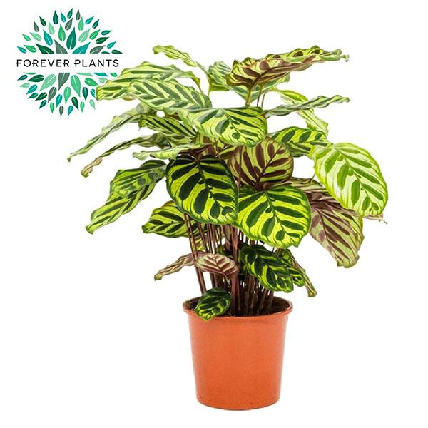 Pauwenplant (Calathea makoyana) 55 cm hoog, pot ø17 cm