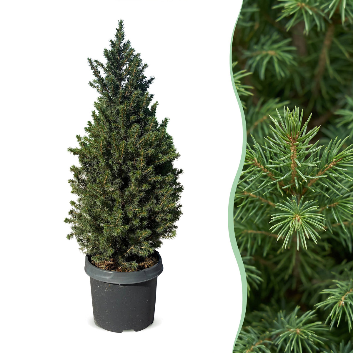 Kegelspar (Picea glauca 'Conica')