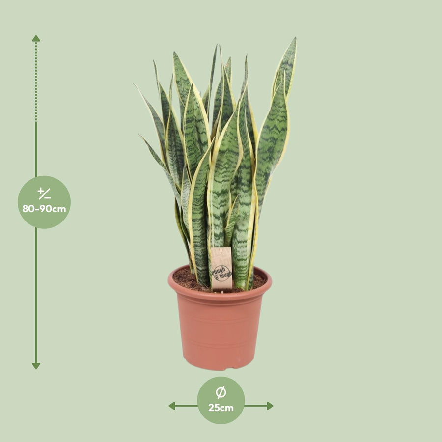 Vrouwentong (Sansevieria trifasciata 'Laurentii') 85 cm hoog, pot ø25 cm