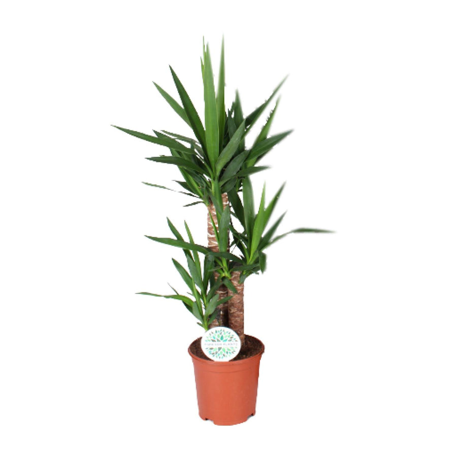 Palmlelie (Yucca) 90 cm hoog, pot ø21 cm