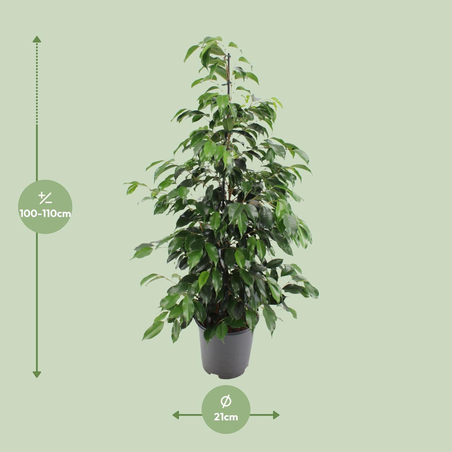 Treurvijg (Ficus benjamina 'Danielle') 95 cm hoog, pot ø21 cm