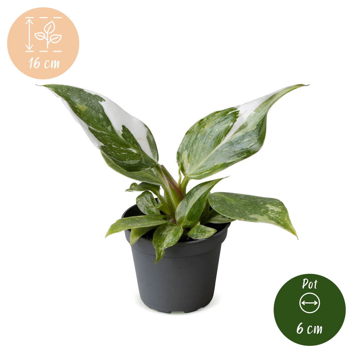 Philodendron 'White Princess'