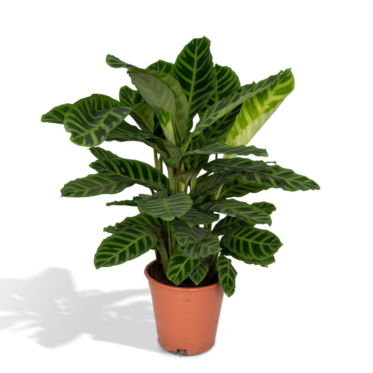 Korbmarante 75 cm hoch, Topf ø19 cm