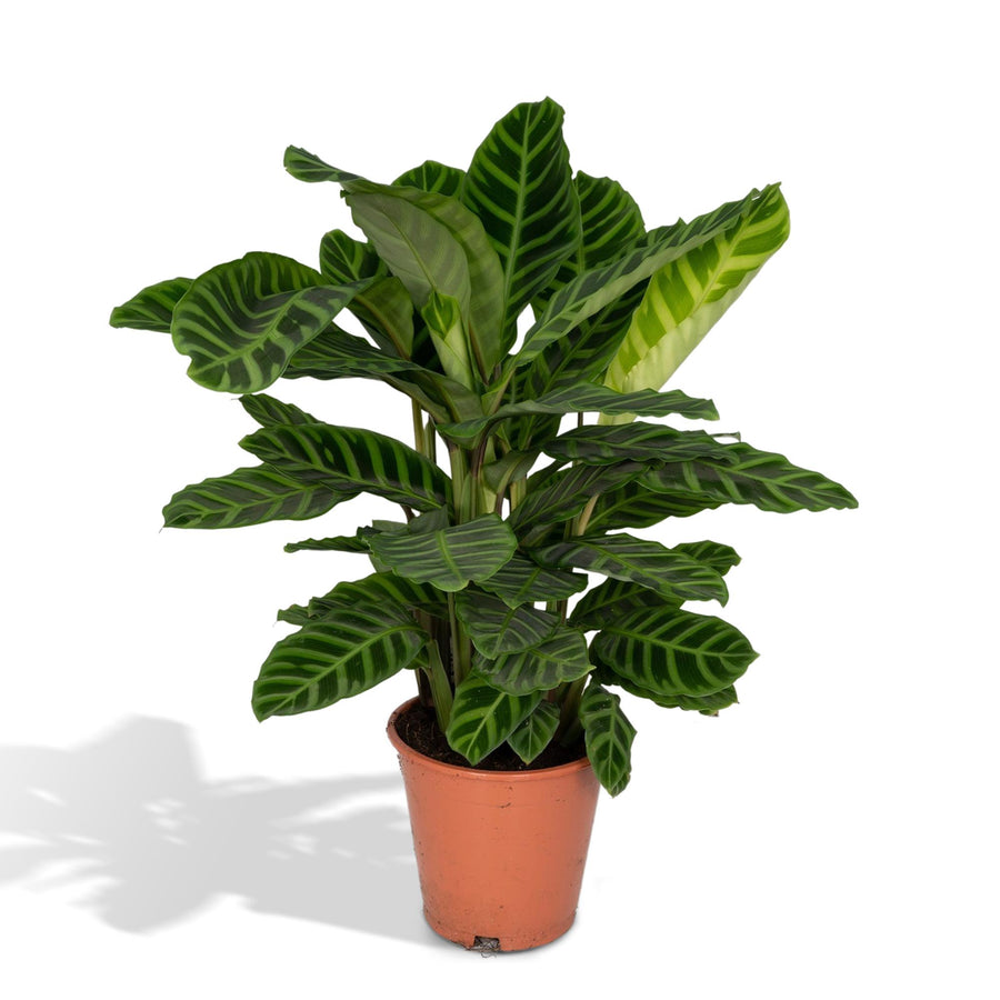 Korbmarante (Calathea zebrina) 75 cm hoch, Topf ø19 cm