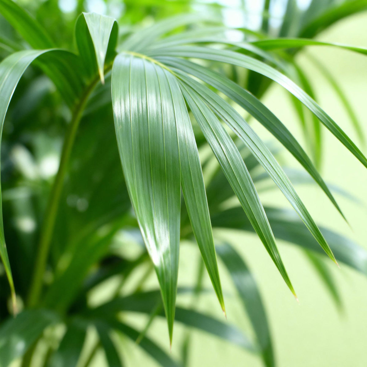 Kentiapalme Howea forsteriana