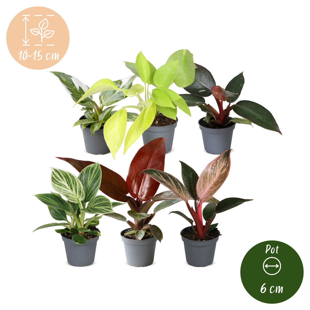 Baby Philodendron Family