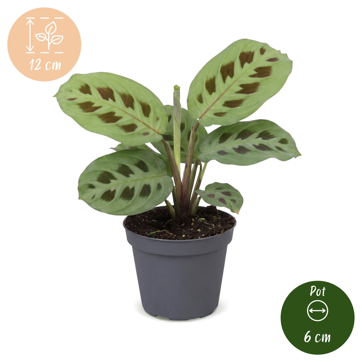 Gebedsplant (Maranta leuconeura 'Kerchoveana')