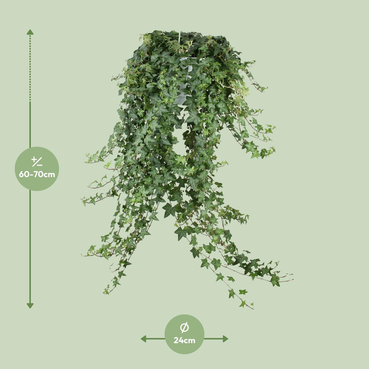 Klimop (Hedera helix 'Pittsburgh') hangplant