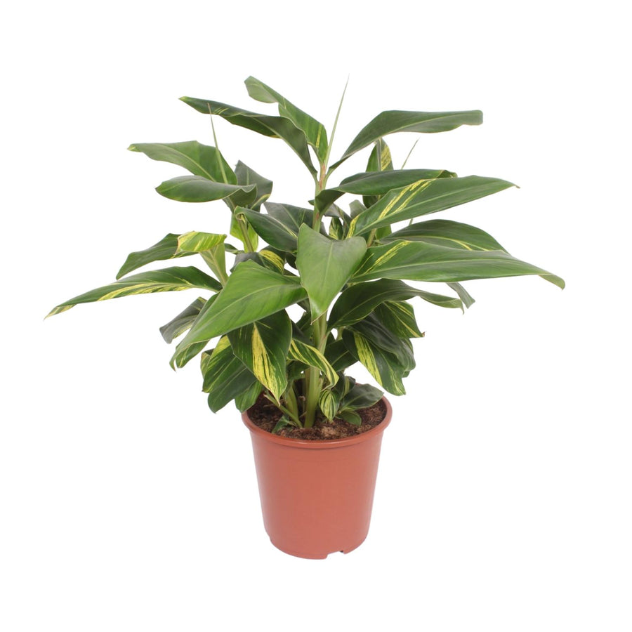 Bonte schelpgember (Alpinia zerumbet 'Variegata') 80 cm hoog, pot ø27 cm