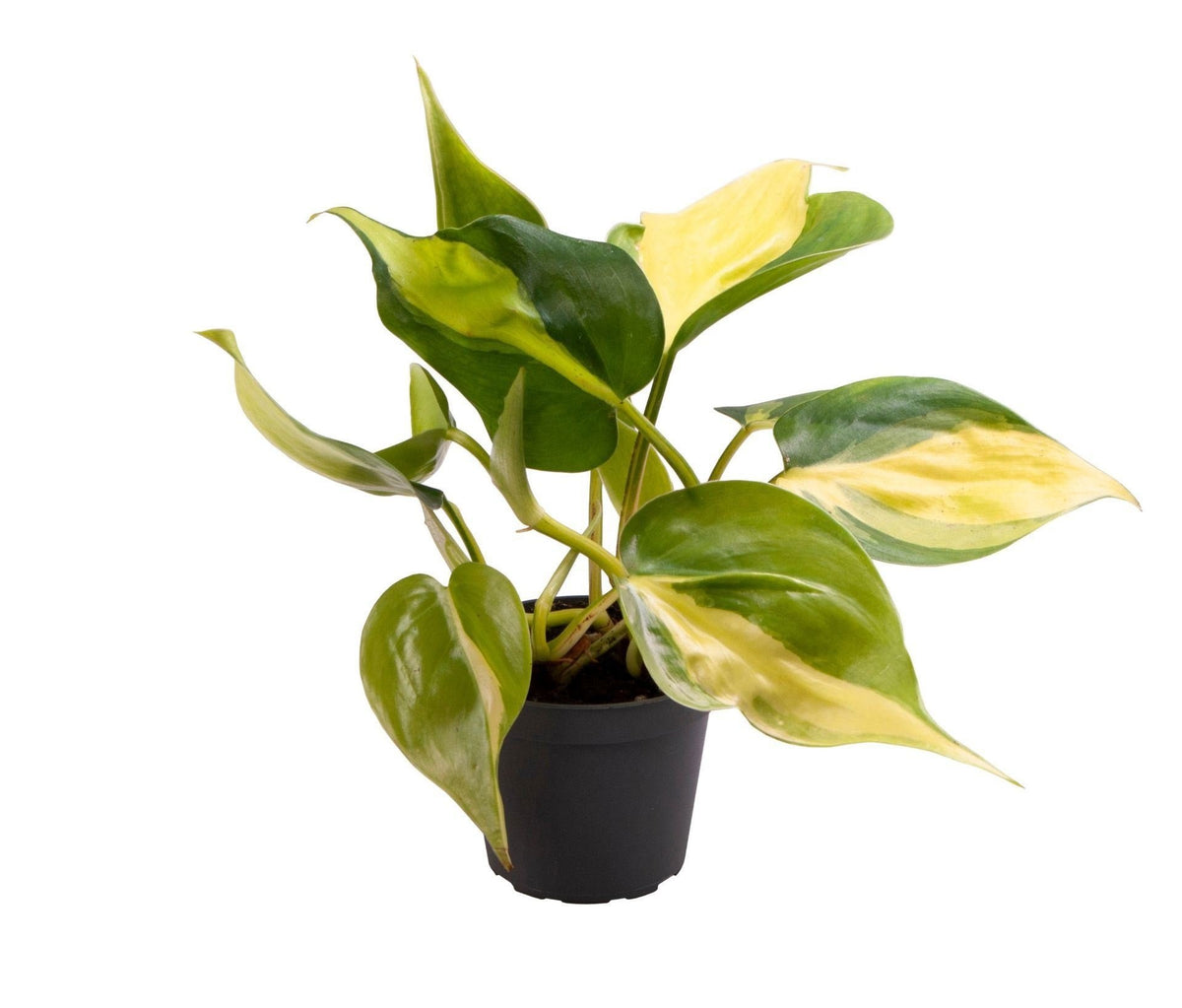 Philodendron hederaceum 'Brasil'