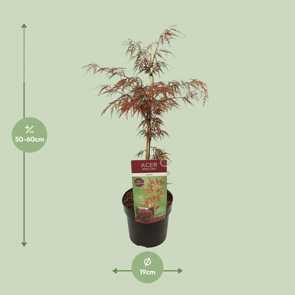 Japanese maple 'Garnet' 55 cm tall, pot ø19 cm