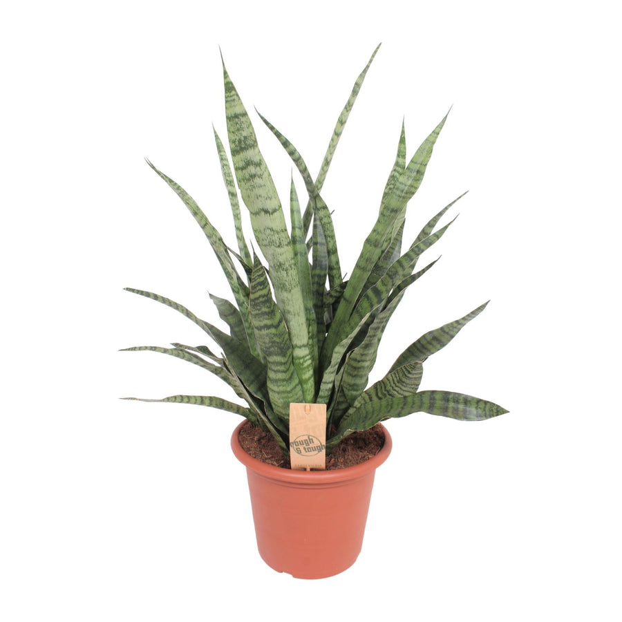 Vrouwentong (Sansevieria 'Diamond Green') 80 cm hoog, pot ø25 cm