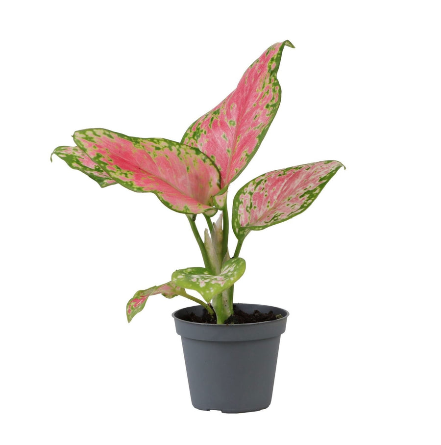 Chinees groen (Aglaonema 'Red Valentine') 12 cm hoog, pot ø6 cm