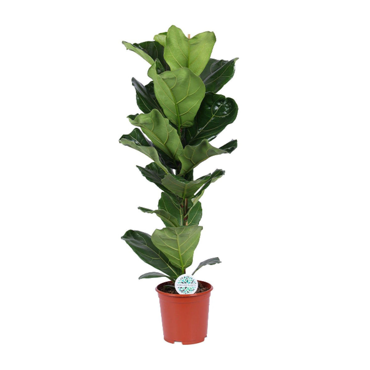Vioolbladplant (Ficus lyrata)