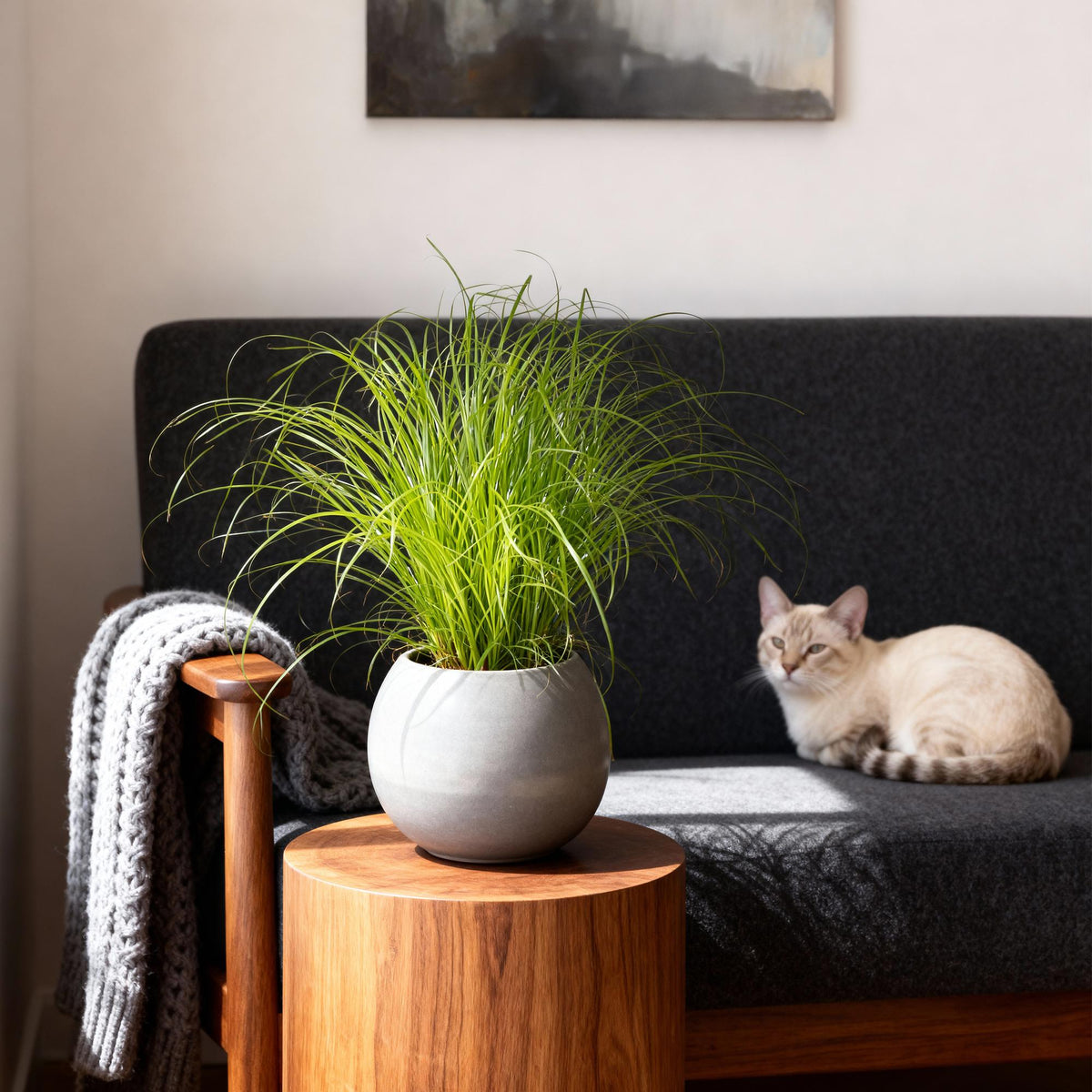 Kattengras mix