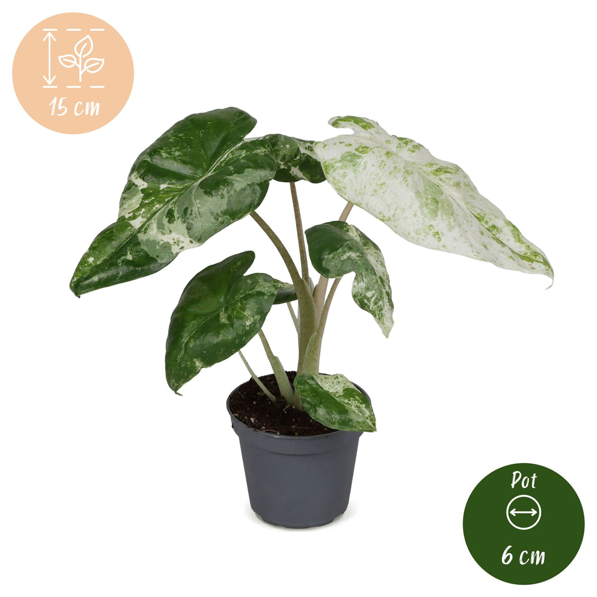 Elefantøre 15 cm høj, potte ø6 cm