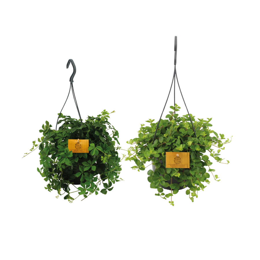 Duo af hængeplanter (2 planter, potte ø15 cm)