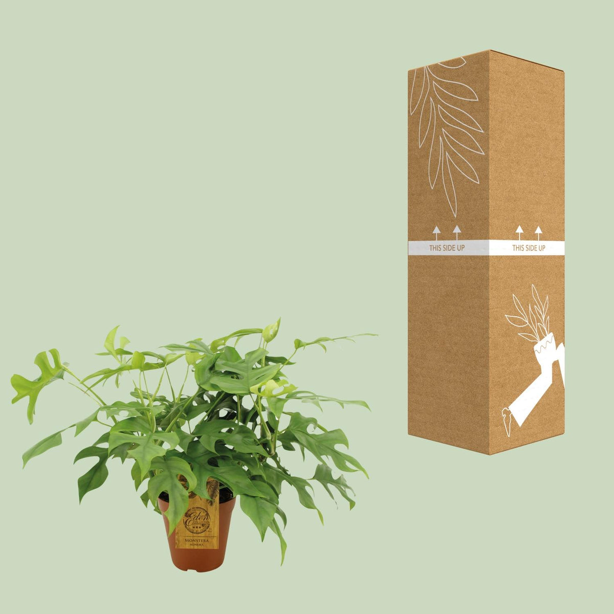 Mini-monstera 40 cm høj, potte ø15 cm