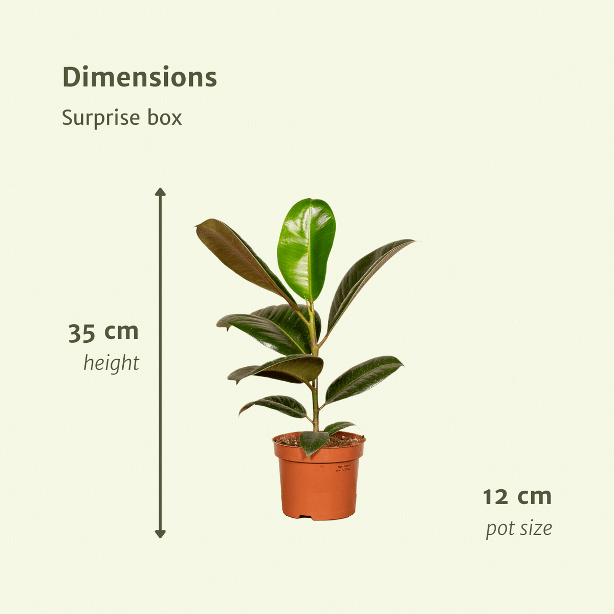 Overraskelsesboks stueplanter