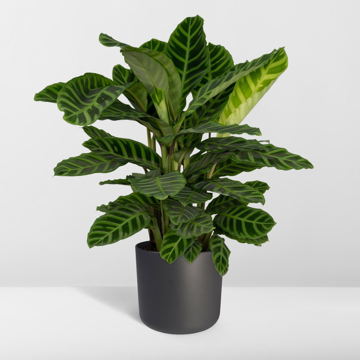 Korbmarante 75 cm hoch, Topf ø19 cm