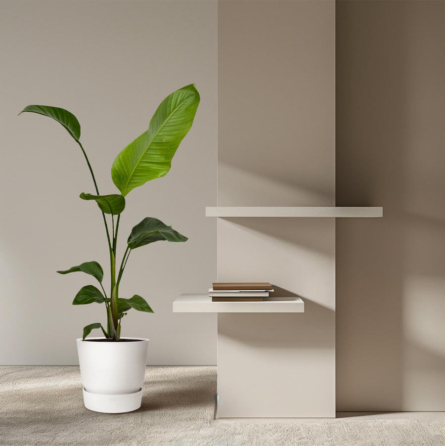 White bird of paradise (Strelitzia nicolai) 100 cm tall, pot ø17 cm, set of 2
