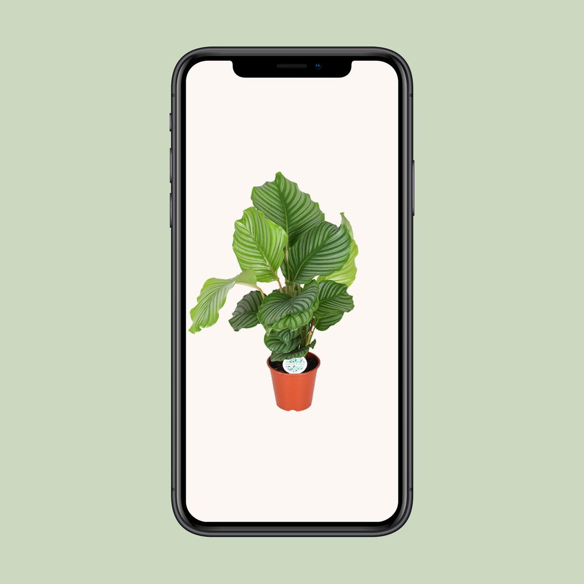 Calathea orbifolia
