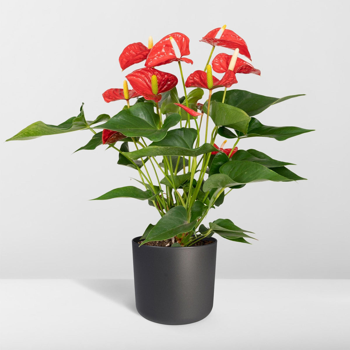 Anthurium rosso 55 cm di altezza, vaso ø17 cm