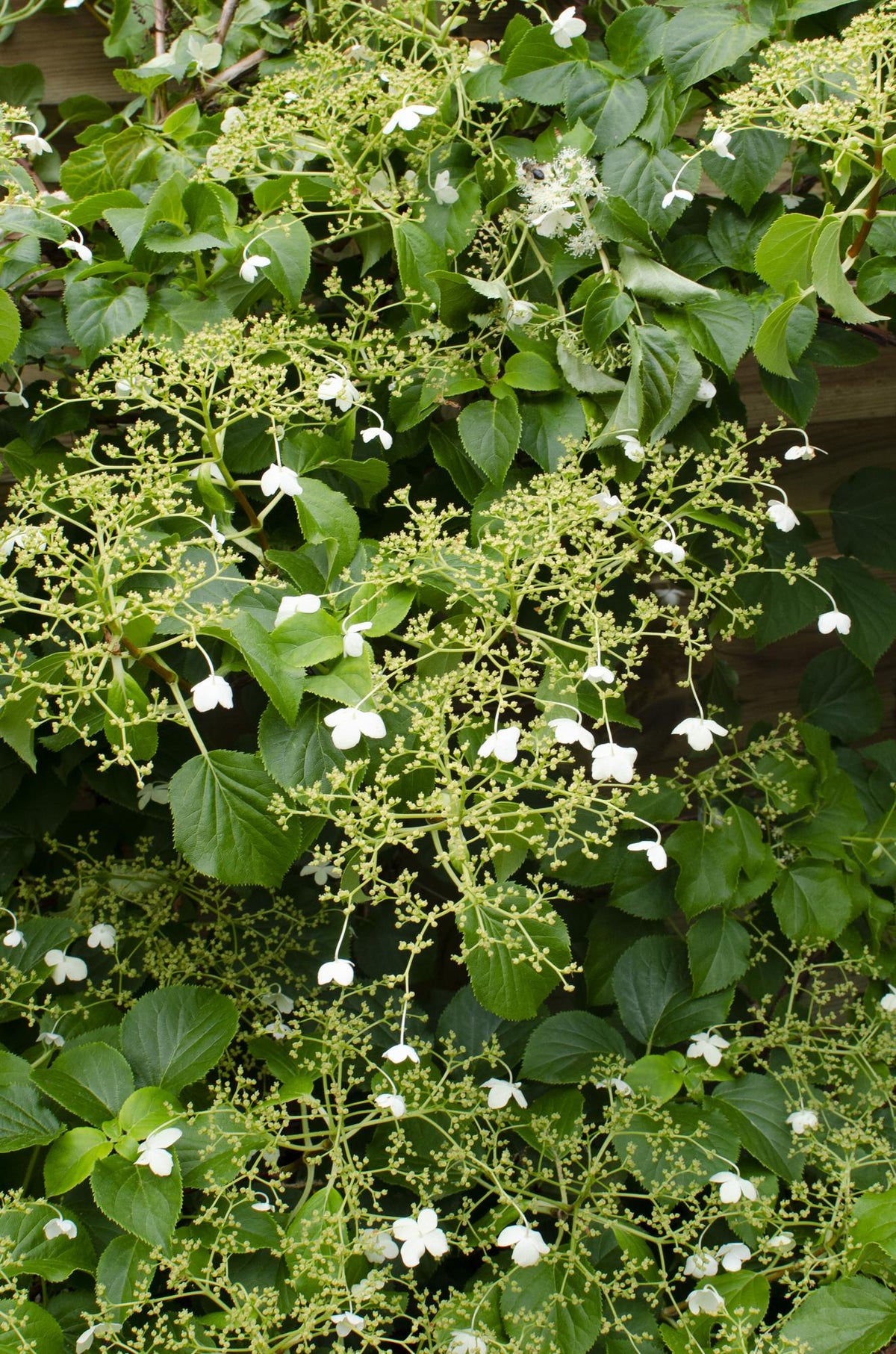 Klätterhortensia , 4 växter på 65 cm