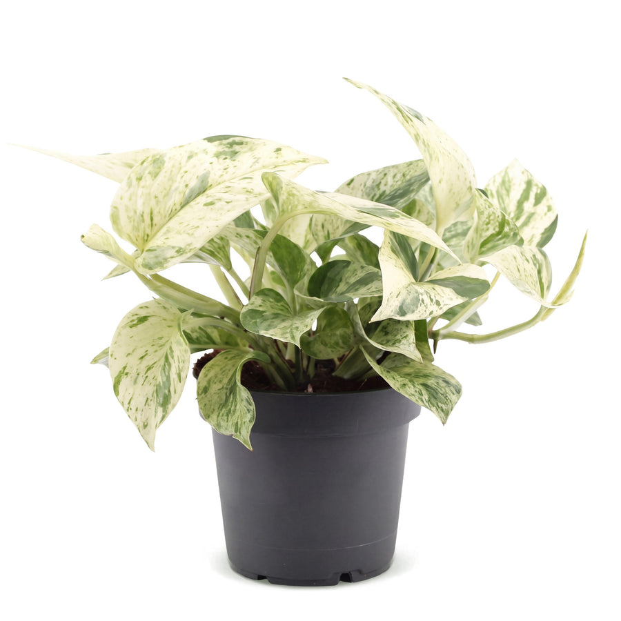 Scindapsus (Epipremnum 'Snow Leopard') 25 cm hoog, pot ø12 cm