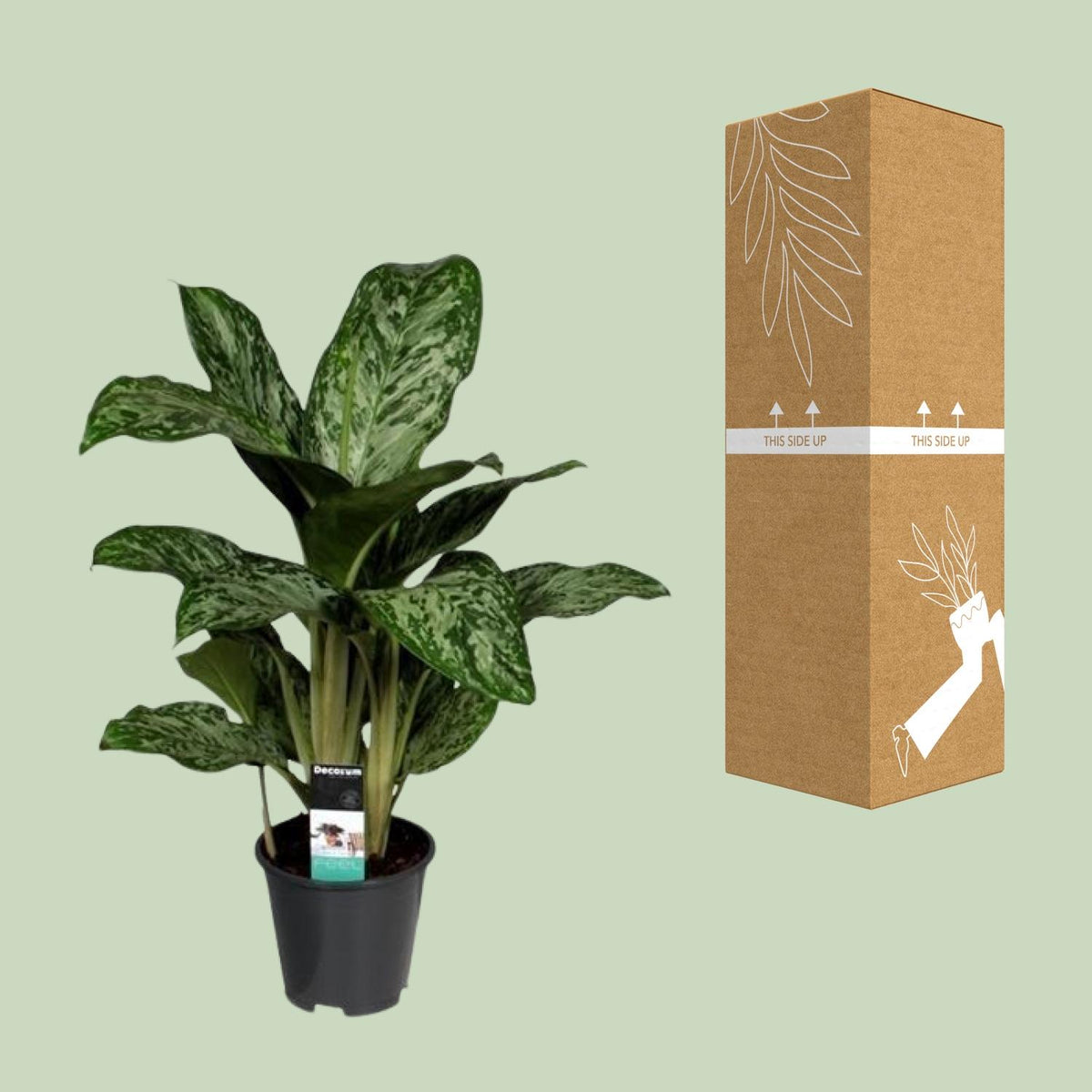 Aglaonema 'Greenlight'