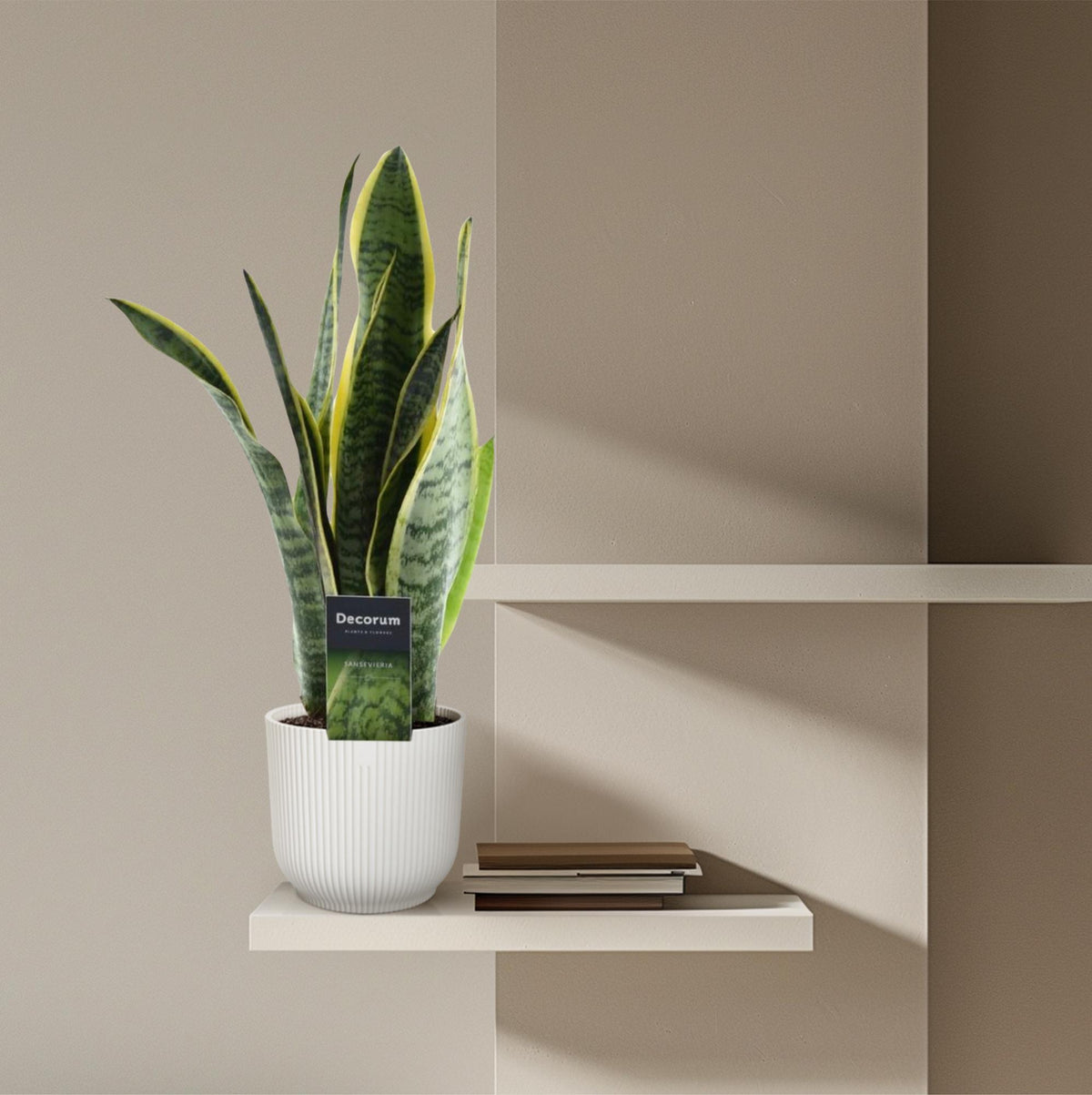Vrouwentong (Sansevieria trifasciata 'Laurentii')