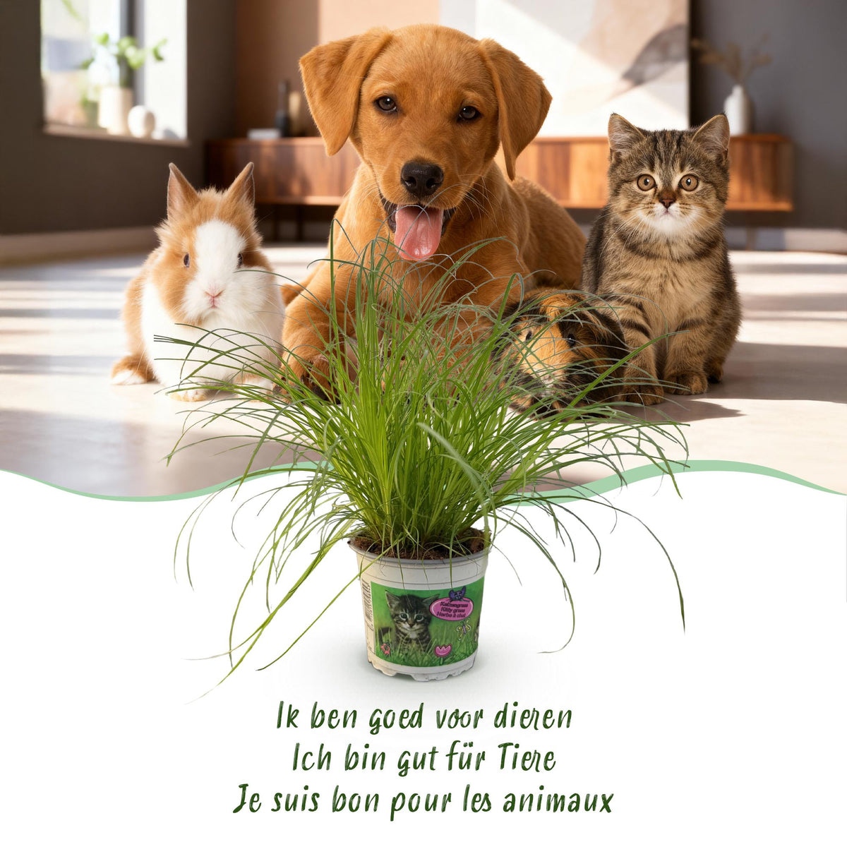 Kattengras mix