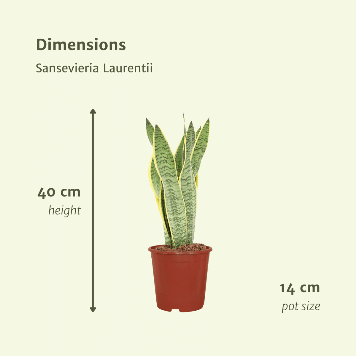 Vrouwentong Sansevieria Laurentii
