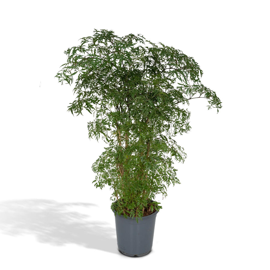 Aralie (Polyscias fruticosa) 75 cm hoch, Topf ø21 cm