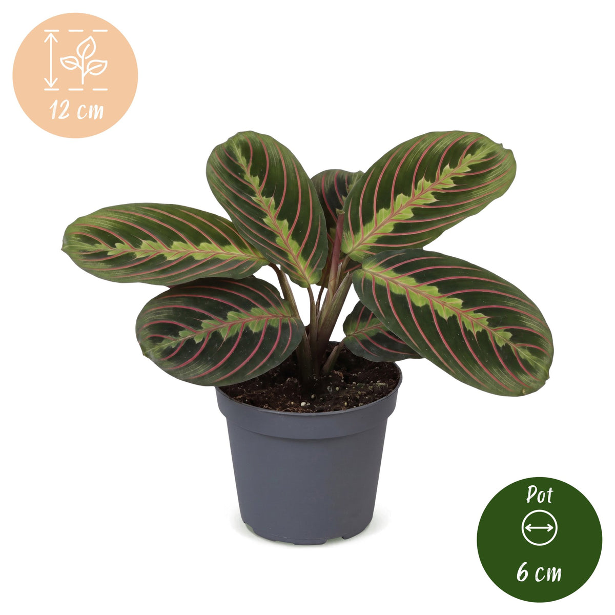 Gebedsplant (Maranta leuconeura 'Fascinator Tricolor')