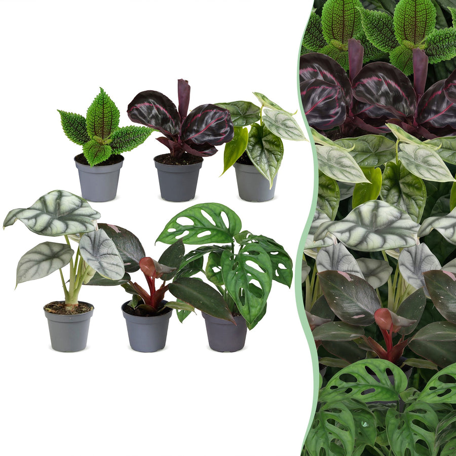 Baby Jungle Mix (6 planter, potte ø6 cm)
